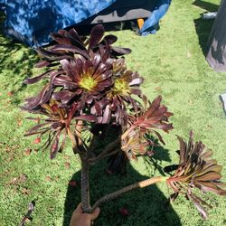 Dark Succulents Fowers
