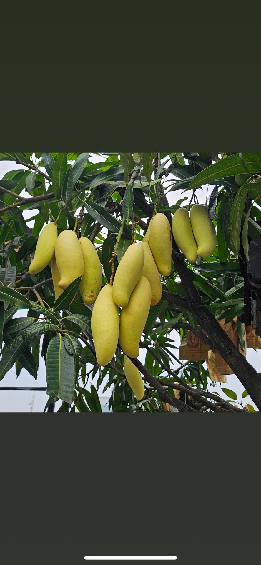 Fruit Trees For Sale