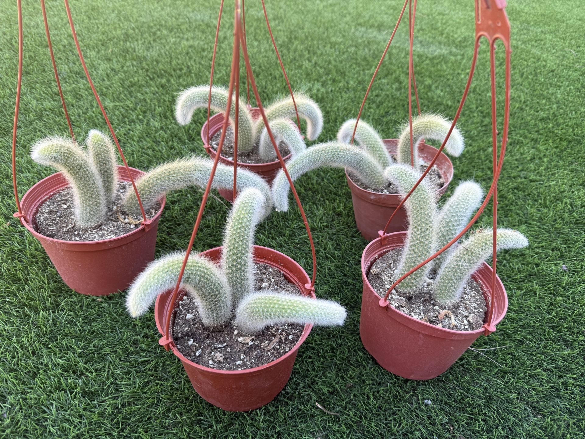 Monkey Tail Cactus