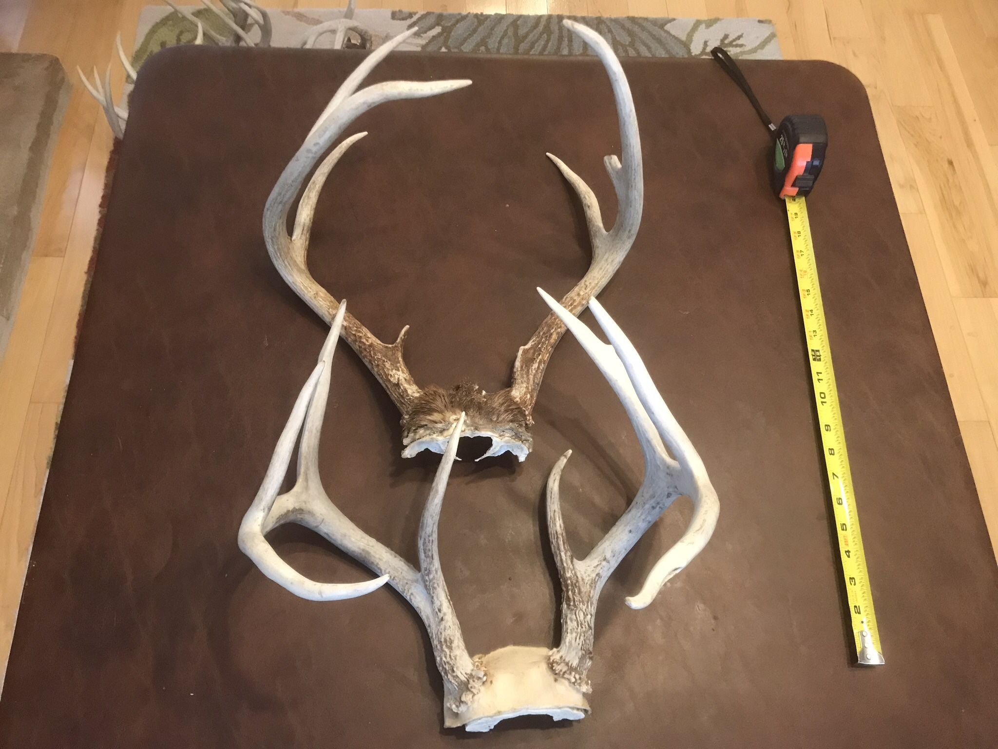 Antlers. See Pics For Size