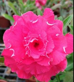 8” desert rose first picture for reference