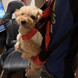 Pet Pouch