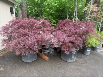 XXL crimson queen Japanese maple trees