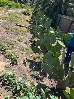 Nopales Cactus
