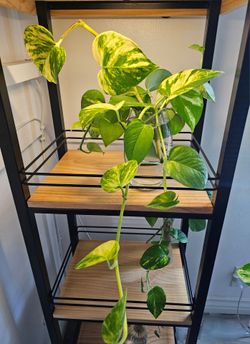Indoor plant with vase