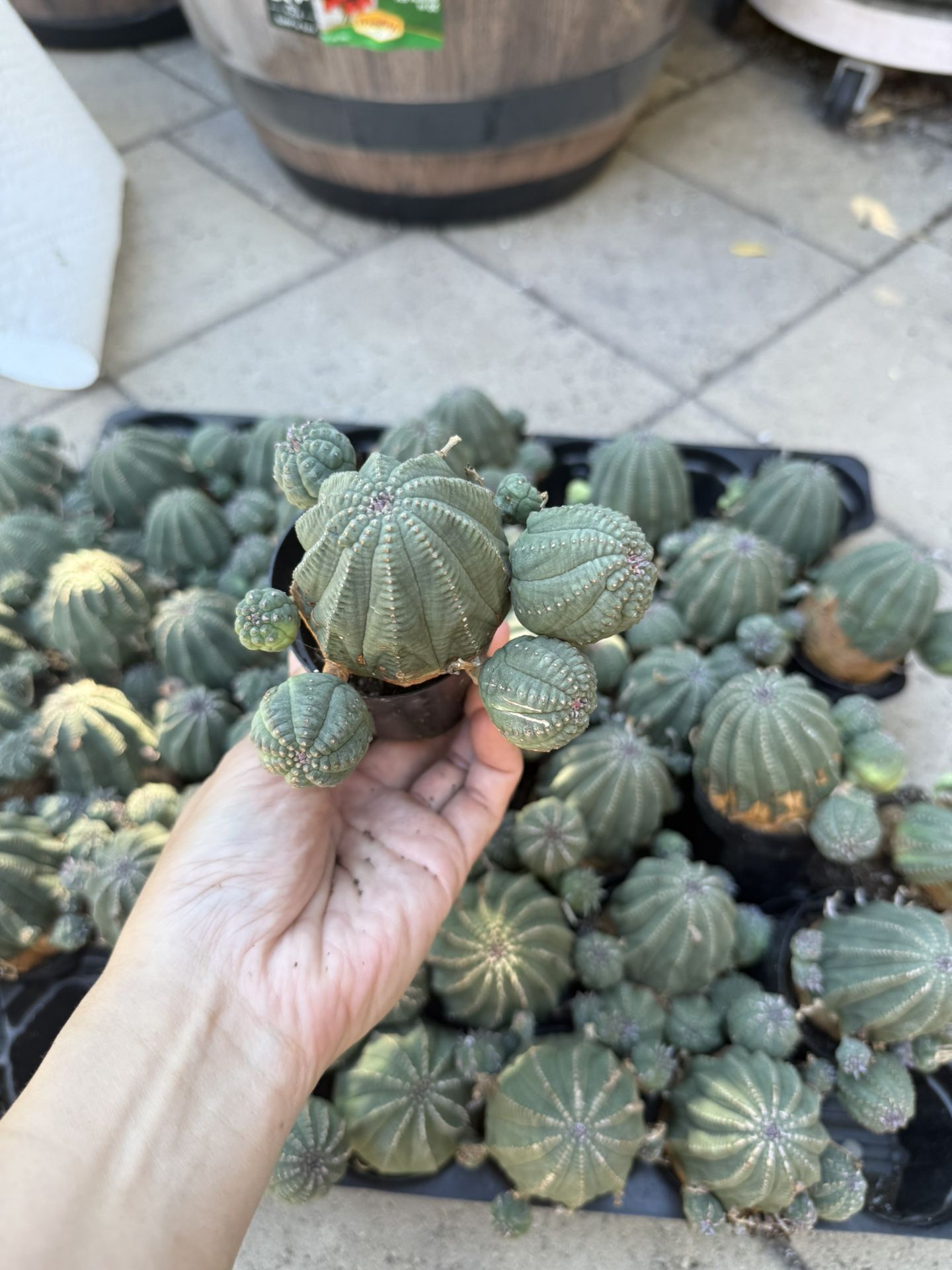 Cluster Obesa Baseball Plant