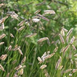 ‘Eyebrow’ Grass Perennial Plants 
