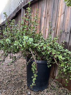 Large Elephant Bush - Portulacaria afra Succulent