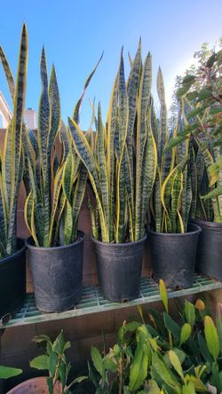 Snake Plant
