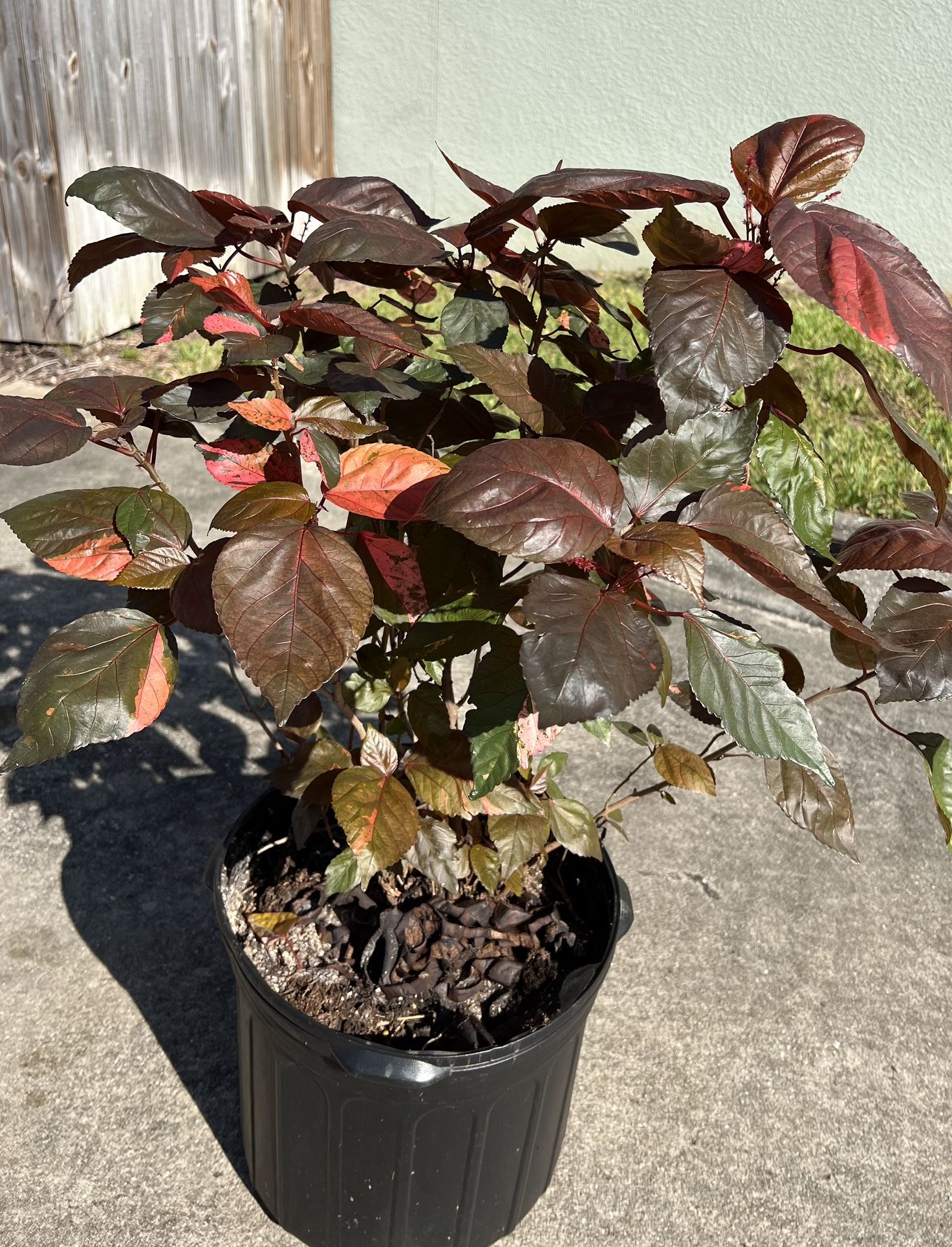 Red Leaf COOPER Plant 