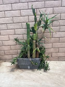 Big plants