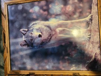 Wolf pictures