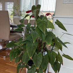 Big Interior Plant