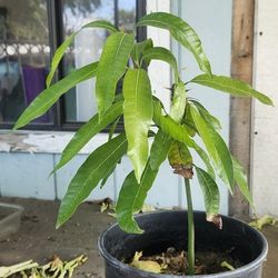 Creole Mango Tree
