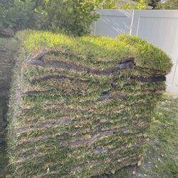 Top Quality St Augustine Sod