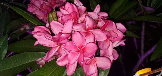 Plumeria