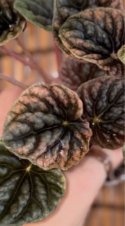Variegated Peperomia caperata 'Abricos'