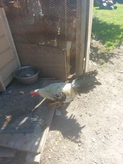 Gallo Kelson