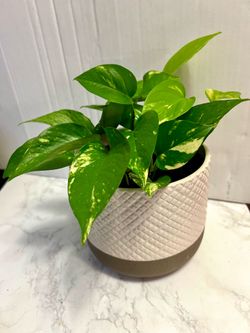 Pathos Plant 🪴