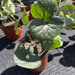 Asarum canadense (Wild Ginger) 1 qt 