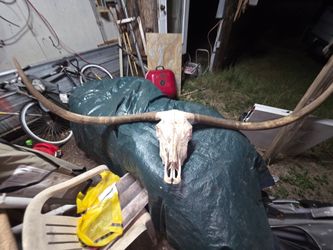 Longhorn skull