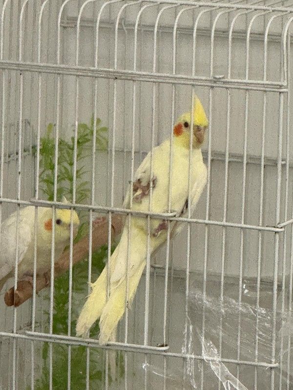 Bird Cage