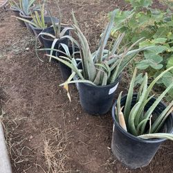 Aloe And Agave Plants