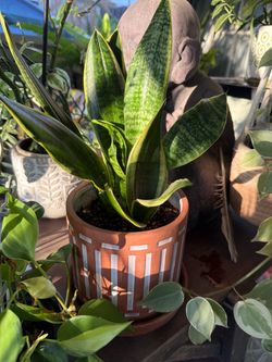 Snake Plant in Ceramic Pot