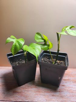 Mini Monstera