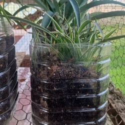 🌱 Lush Aloe Vera – Low-Maintenance, Fast Growing