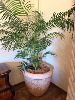 Concrete Indoor/Outdoor Pots $50 EACH