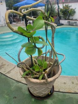 ORGANIC KALANCHOE CARNEA PLANT.