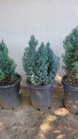 Ever green tree