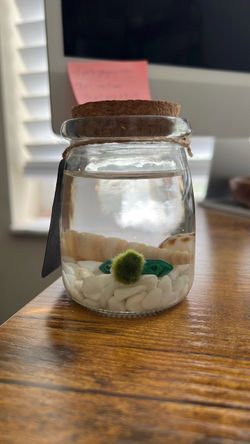 Marimo Ball+Malachite mini aquarium