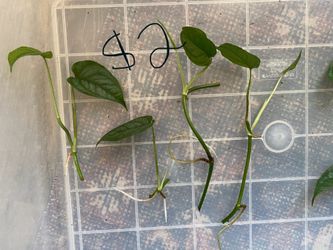 Monster siltepecana cuttings