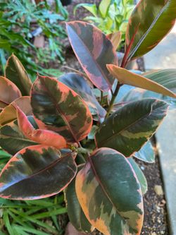 Ruby Rubber Tree