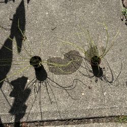 Sundew Carnivorous Plants 