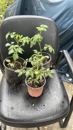 Tomato plant