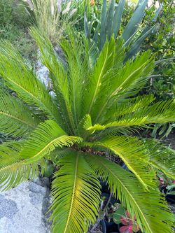 Sago Palm