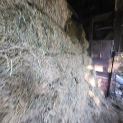 Premium Alfalfa Hay