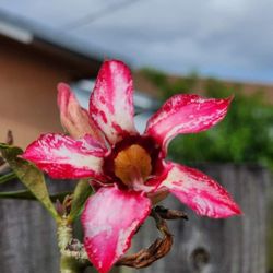Desert Rose