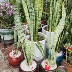  Snake Plants For Sale