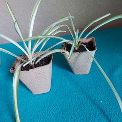 Spider Plants 5$ Each,  2 Available 