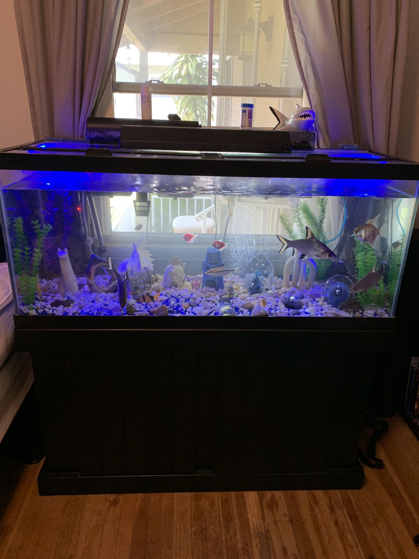 Gorgeous dream 80 gallon fish tank / aquarium. Fully loaded. Filters, heaters, fish, bubblers. EVERYTHING!!!