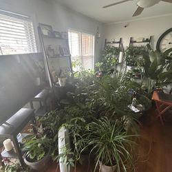 Plants