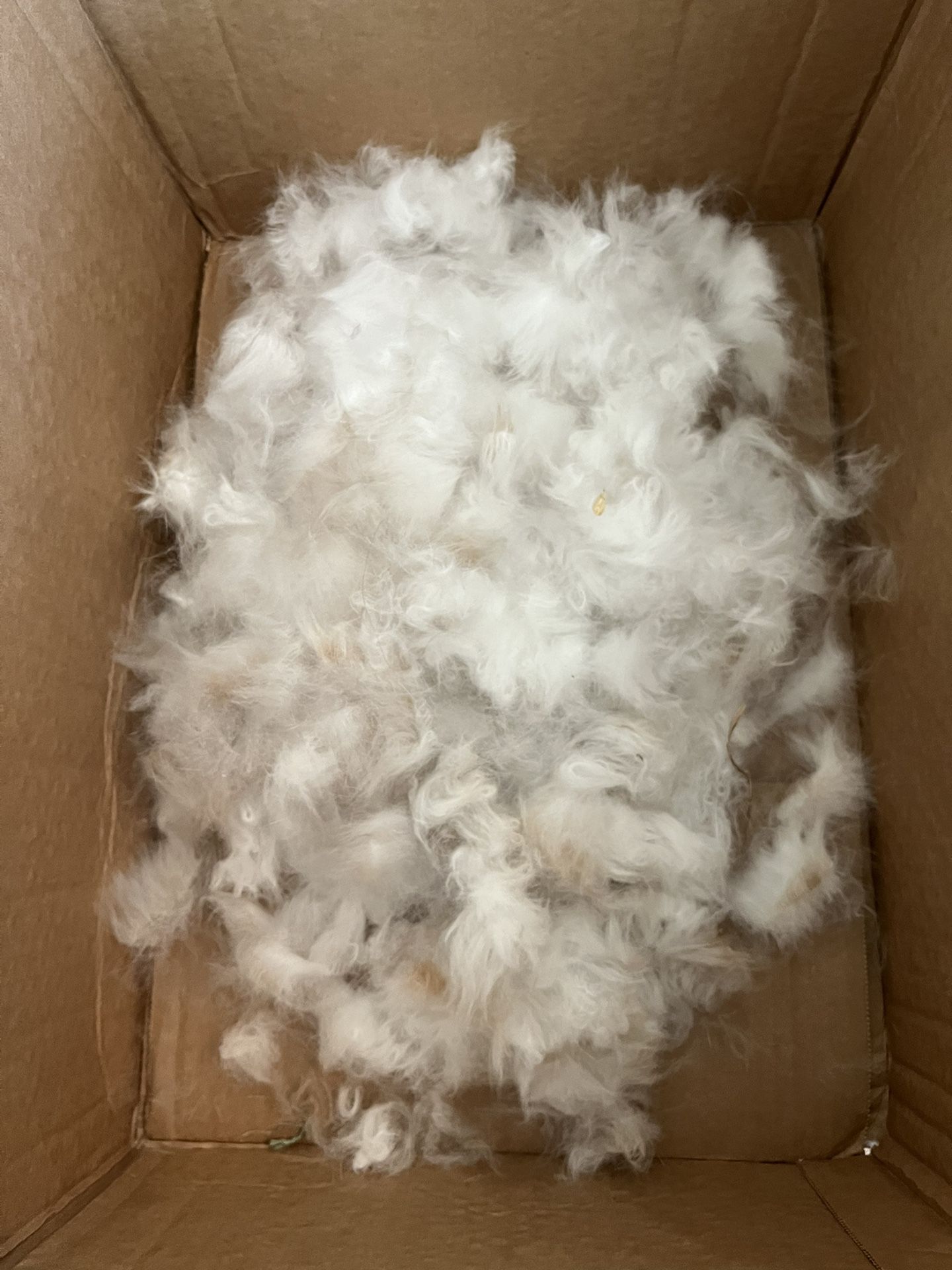 Bunny Fur