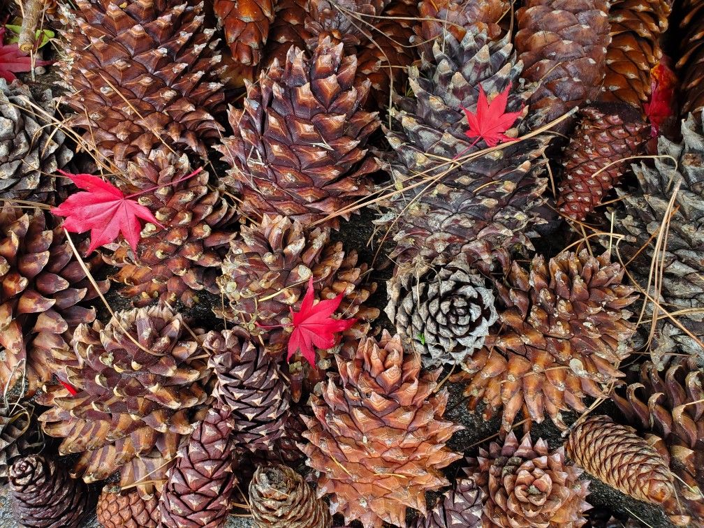 Huge Pinecones
