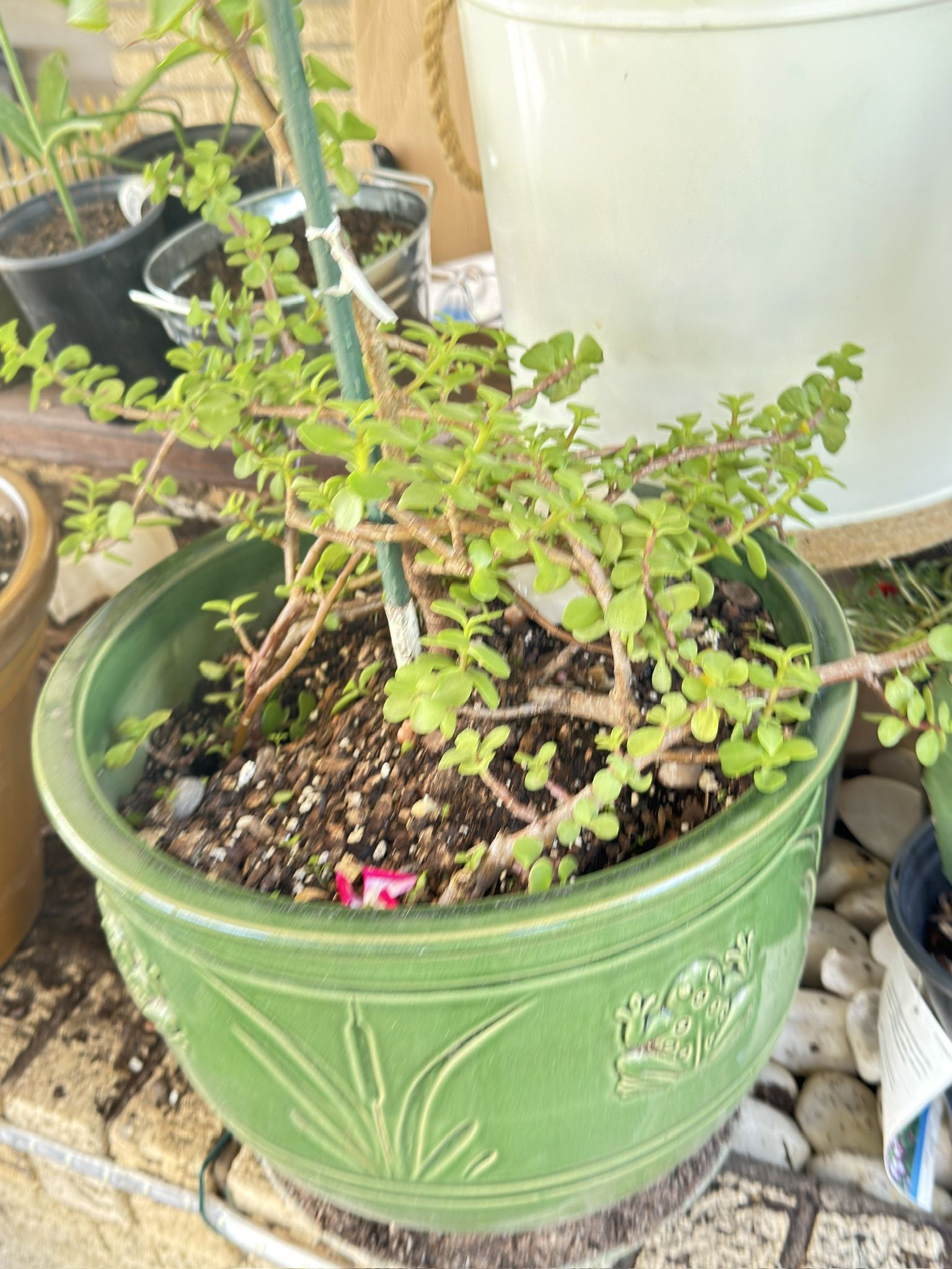 Money tree Comes in a ceramic pot