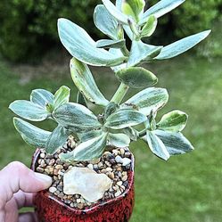 Potted Crassula Obvata Variegata Aka Variegated Jade 