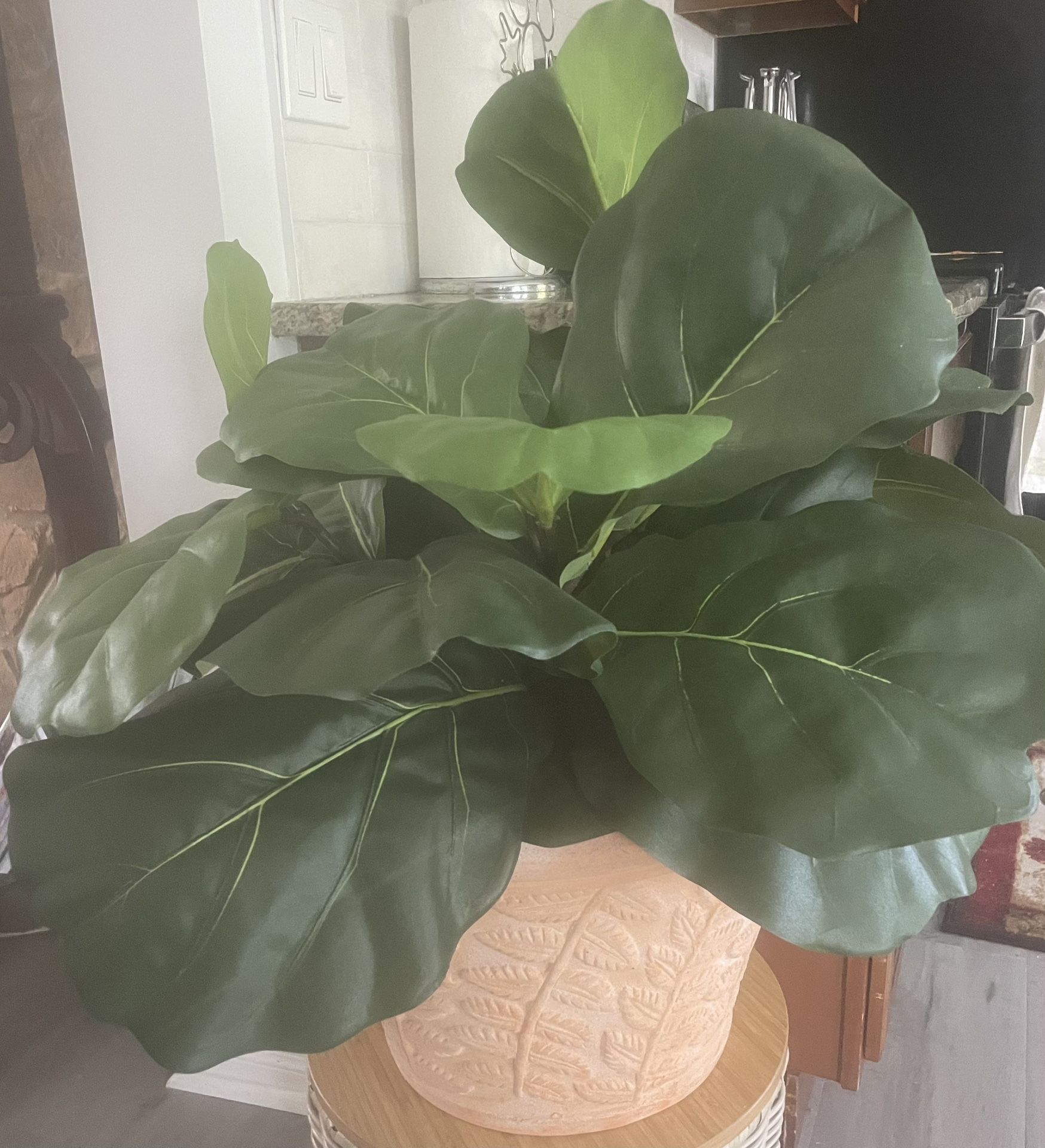 Ornamental Plants